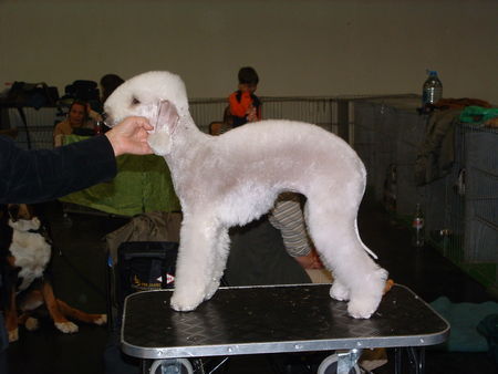 Bedlington-Terrier, Rothbury-Terrier Foto 37276 - hundund.de