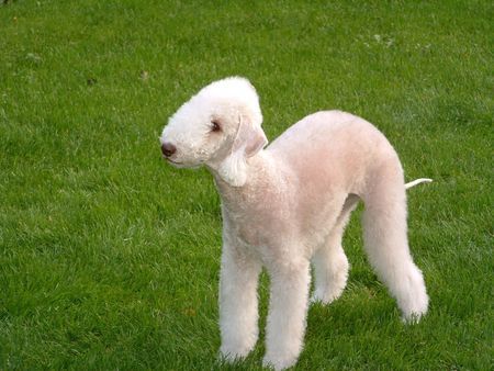Bedlington-Terrier Abby vom Zigeunerwald