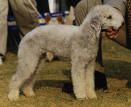 Bedlington-Terrier