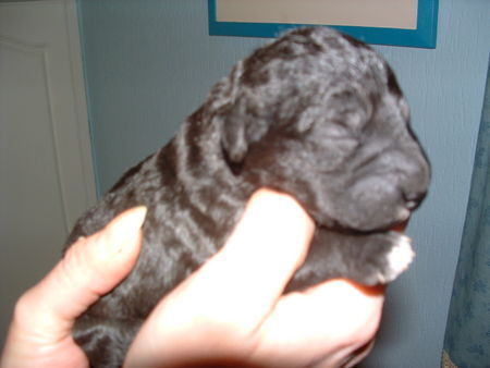 Bedlington-Terrier Hunde Foto 37273 Bedlington-Terrier Bo-Ghy vom Zigeunerwald 4 Tage