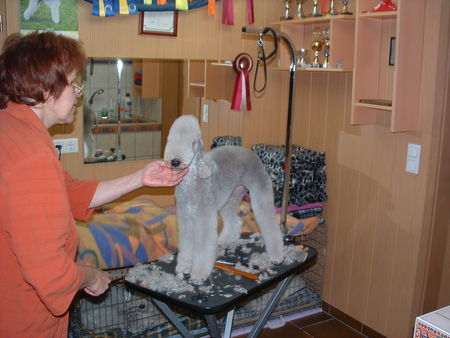 Bedlington-Terrier Pretty Baby