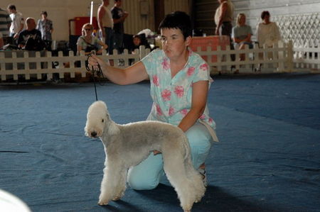 Bedlington-Terrier Va Bene vom Orkelsfelsen