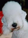Bedlington-Terrier Hunde Foto 7031 Bedlington-Terrier