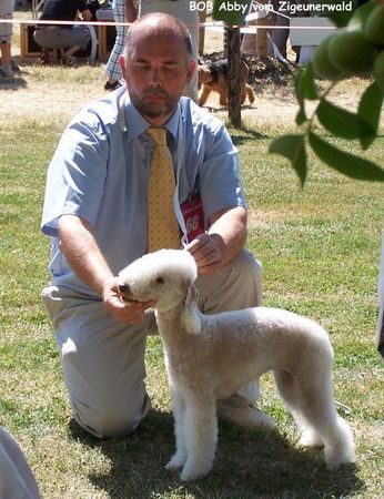Bedlington-Terrier Abby v. Zigeunerwald