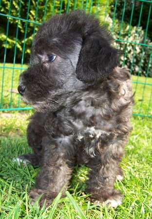 Bedlington-Terrier Arc-en-ciel Alanna im Alter von ca. 5 Wochen