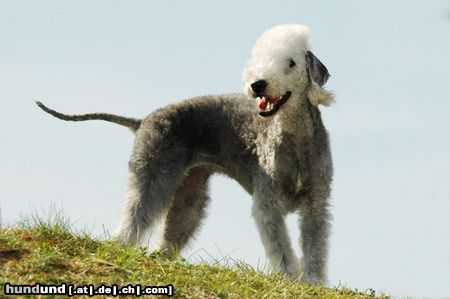 Bedlington-Terrier Hunde Foto 20485 in höherer Auflösung ansehen Bedlington-Terrier CACIB Erfurt