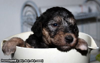 Bedlington-Terrier Zwinger; von den Schattentänzern wünscht Ihnen Gesundheit & Alles Gute auch Ihrem Vierbeiner :-) 