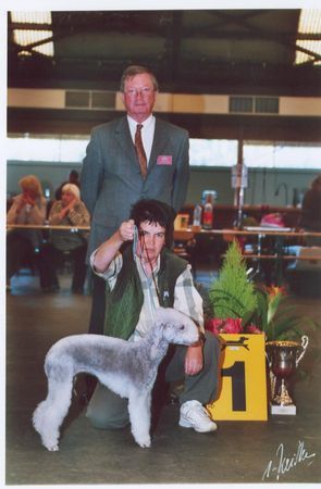 Bedlington-Terrier Georgie vom Orkelsfelsen