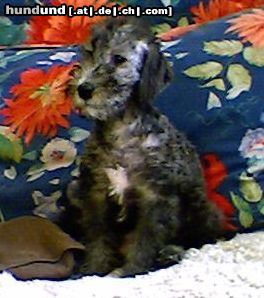 Bedlington-Terrier Welpe ca. 10 Wochen alt.