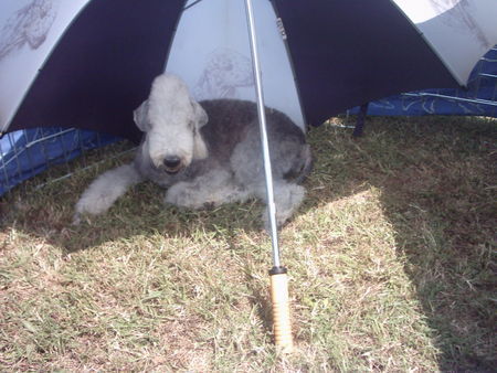 Bedlington-Terrier Nino im Sommer