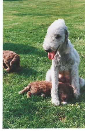 Bedlington-Terrier Hunde Foto 36906 Bedlington-Terrier Olympia vom Orkelsfelsen mit ihren Welpen