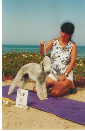 Bedlington-Terrier Hunde Foto 36907 Bedlington-Terrier Olympia vom Orkelsfelsen
