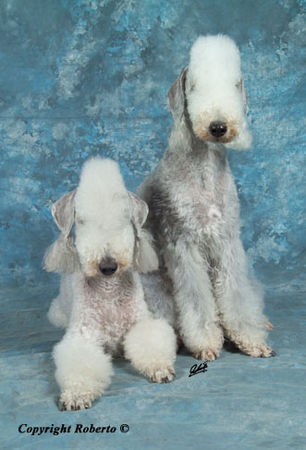 Bedlington-Terrier Girlie Geogina 10 Jahre und Greta Garbo vom Orkelsfelsen 2 Jahre