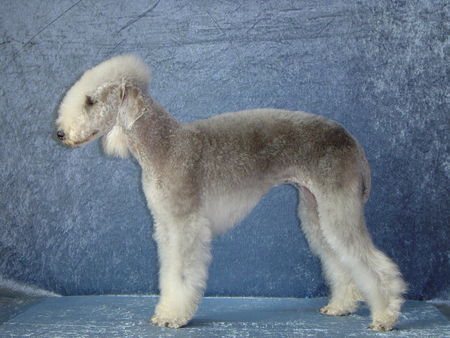 Bedlington-Terrier Tabea vom Orkelsfelsen