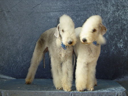 Bedlington-Terrier Va Bene und Tabea vom Okelsfelsen