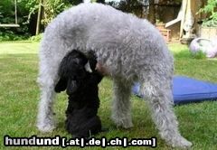 Bedlington-Terrier Zwinger; von den Schattentänzern wünscht Ihnen Gesundheit & Alles Gute auch Ihrem Vierbeiner :-) 