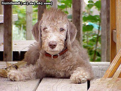 Bedlington-Terrier Hunde Foto 23361 in höherer Auflösung ansehen Bedlington-Terrier Anna
