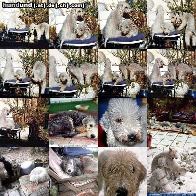 Bedlington-Terrier Zwinger; von den Schattentänzern wünscht Ihnen Gesundheit & Alles Gute auch Ihrem Vierbeiner :-) 