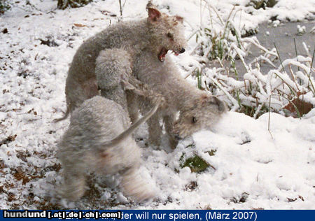 Bedlington-Terrier Zwinger; von den Schattentänzern wünscht Ihnen Gesundheit & Alles Gute auch Ihrem Vierbeiner :-) 