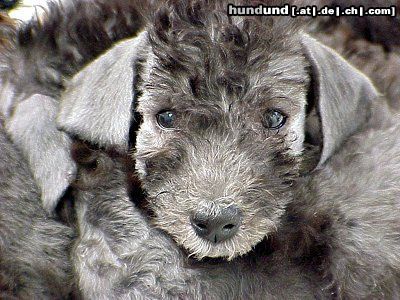 Bedlington-Terrier Lia