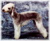 Bedlington-Terrier Hund
