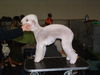 Bedlington-Terrier Hund