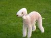 Bedlington-Terrier Hund