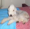 Bedlington-Terrier Hund