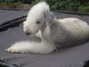 Bedlington-Terrier Hund