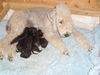 Bedlington-Terrier Hund