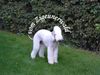 Bedlington-Terrier Hund