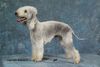 Bedlington-Terrier Hund