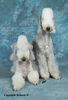 Bedlington-Terrier Hund