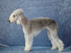 Bedlington-Terrier Hund