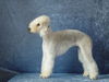 Bedlington-Terrier Hund