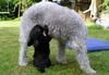 Bedlington-Terrier Foto: Zwinger; von den Schattentänzern wünscht Ihnen Gesundheit & Alles Gute auch Ihrem Vierbeiner :-) (ID 44067) Bedlington-Terrier Hund