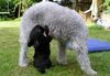 Bedlington-Terrier Hund