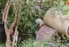 Bedlington-Terrier Hund