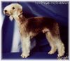 Bedlington-Terrier Hund