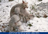 Bedlington-Terrier Hund