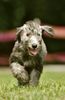 Bedlington-Terrier Hund