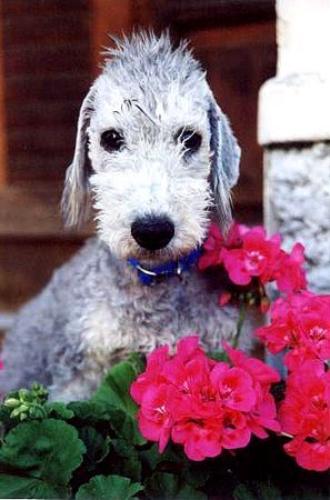Bedlington-Terrier Hunde Foto 39576 Bedlington-Terrier Sunny vom Orkelsfelsen