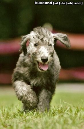 Bedlington-Terrier Zwinger; von den Schattentänzern wünscht Ihnen Gesundheit & Alles Gute auch Ihrem Vierbeiner :-) 