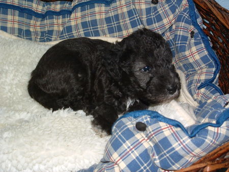 Bedlington-Terrier Vom Zigeunerwald