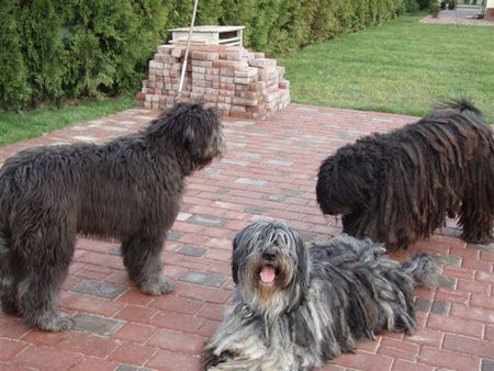 Bergamasker Hirtenhund Bergamasco