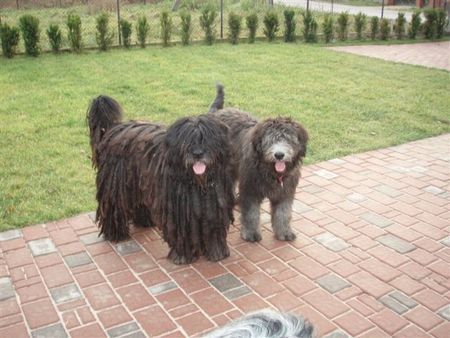 Bergamasker Hirtenhund Bergamasco