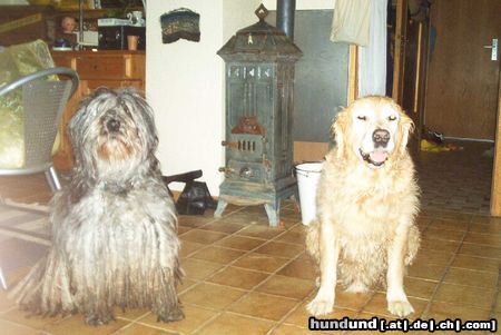Bergamasker Hirtenhund Chira & Toppy