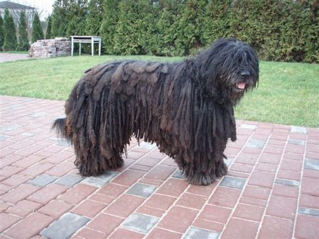 Bergamasker Hirtenhund Bergamasco