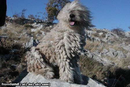 Bergamasker Hirtenhund Hunde Foto 7012 Bergamasker Hirtenhund Wally di Valle Brembana