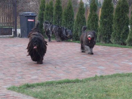 Bergamasker Hirtenhund Bergamasco